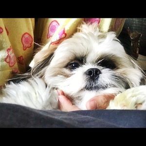 Meet your Posher, Heidee